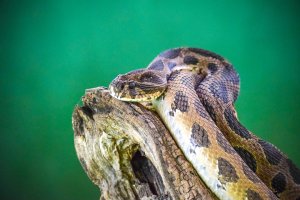 Tingkatkan Kecepatan Coding Python Anda: Tips Produktivitas Rahasia untuk Pemula
