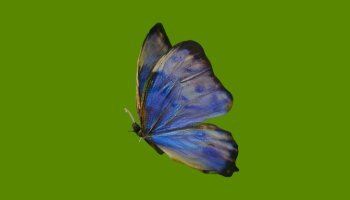 3D Model Butterfly - Portfolio #92
