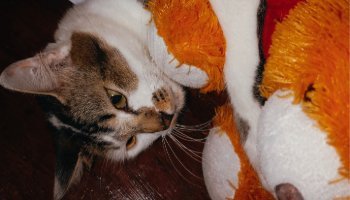 Cute Cat with Taddy Bear