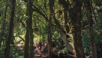 Hutan lumut gunung kembang wonosobo