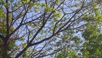 Langit Biru Di Balik Pepohonan