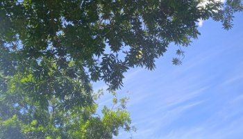 Langit Pohon Awan Biru Cerah