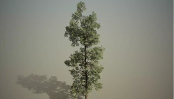 Layout 3D Pohon Hias Generik
