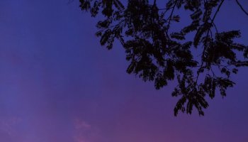 Leaves at Sunset