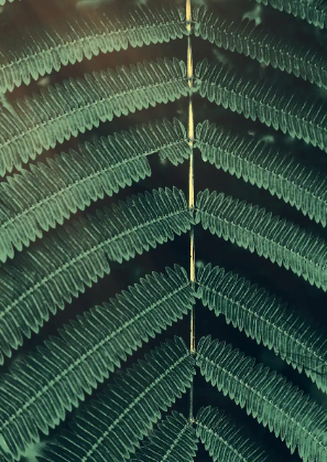Foto Tumbuhan